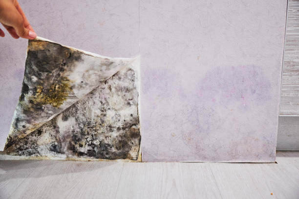 Best Post-Flood Mold Remediation in Fort Denaud, FL